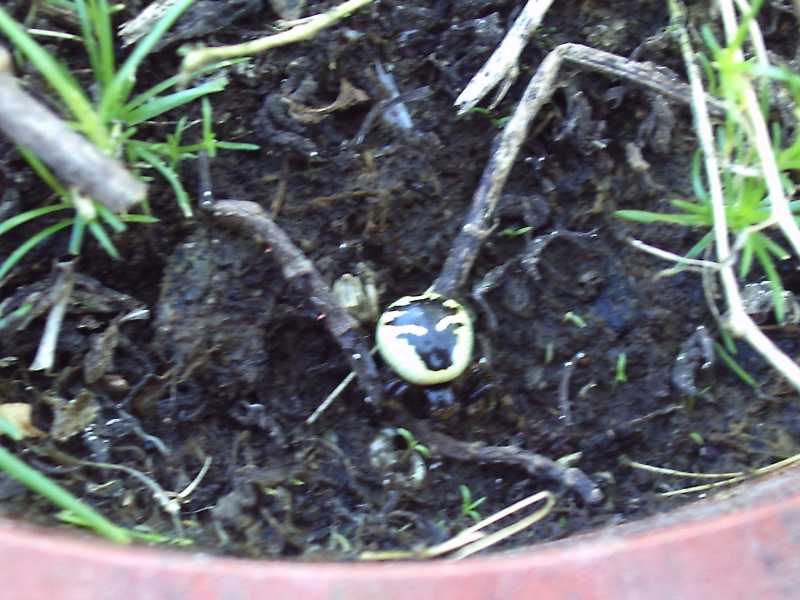 Synaema globosum